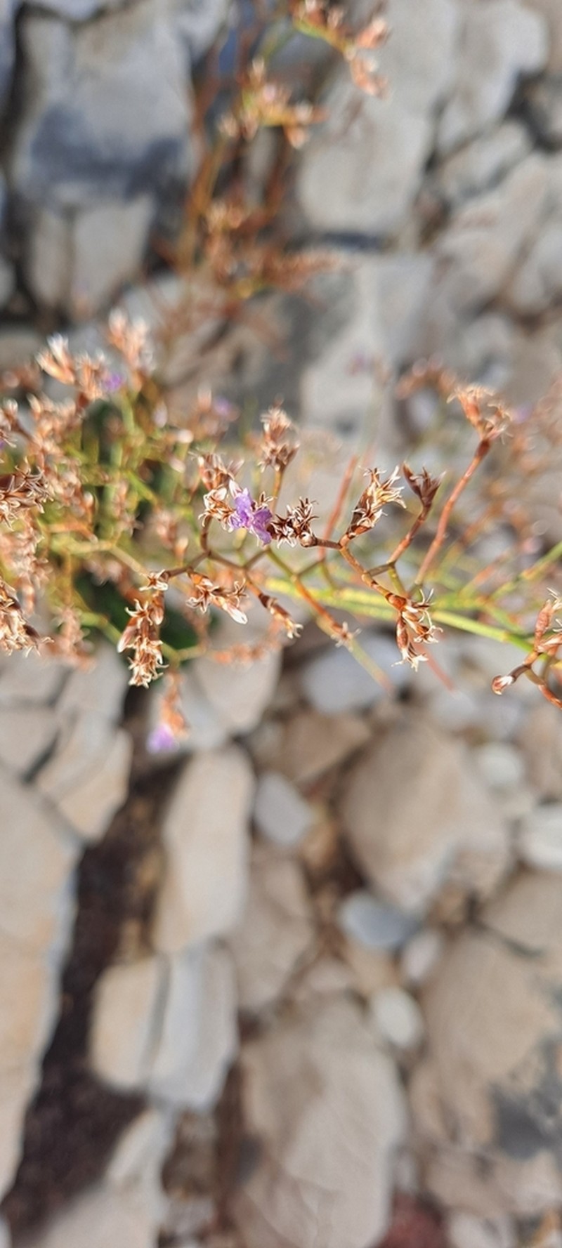 Limonium himariense photo 2