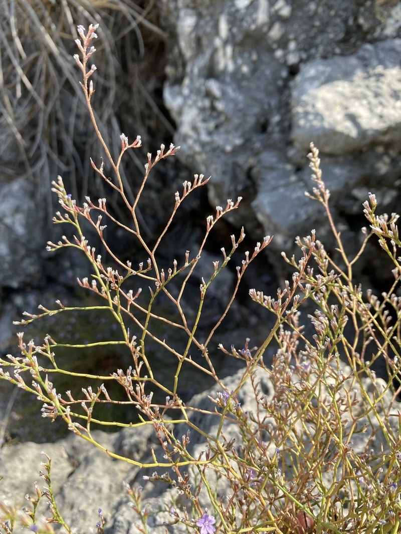 Limonium himariense photo 3