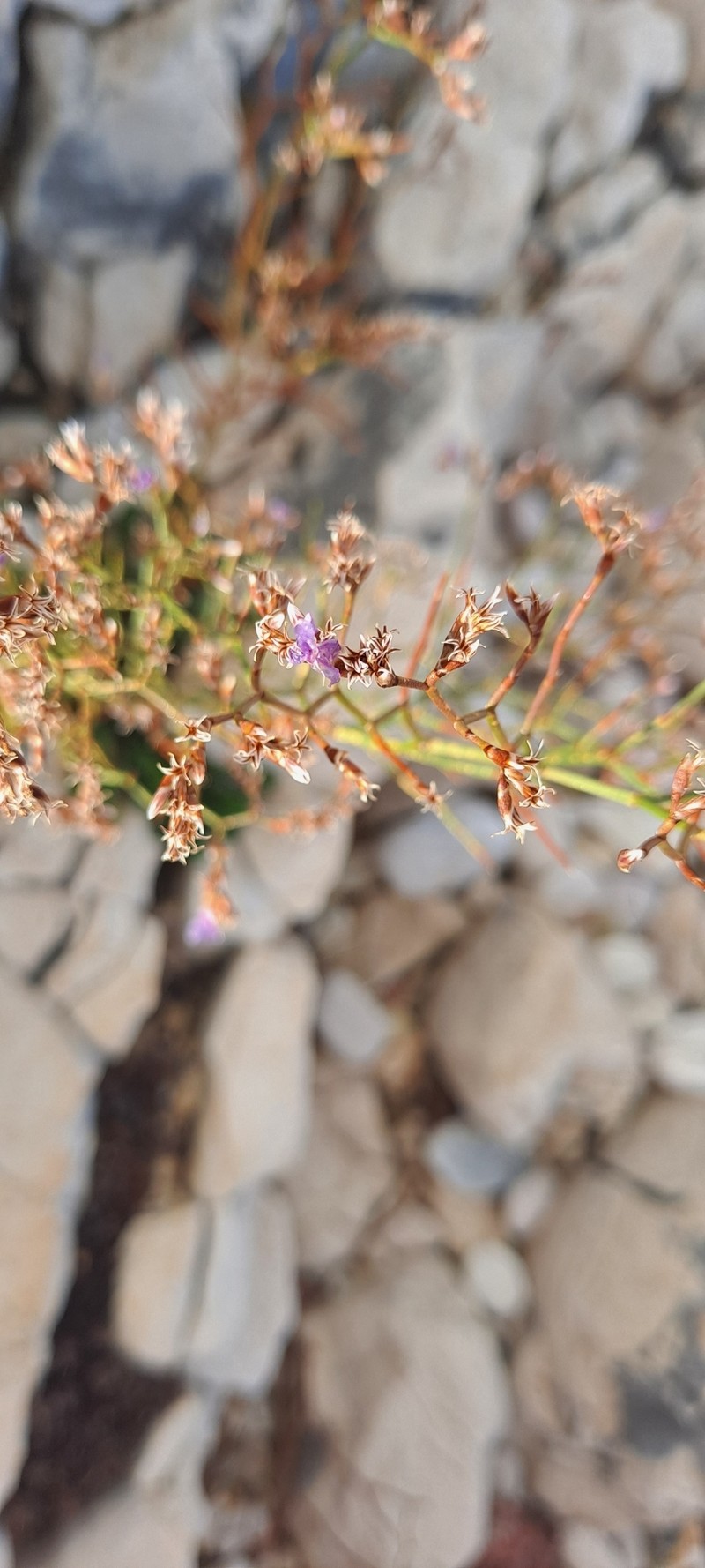 Limonium himariense photo 4