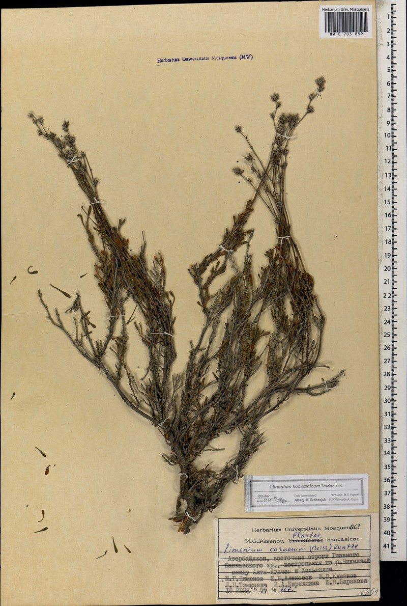 Limonium kobstanicum