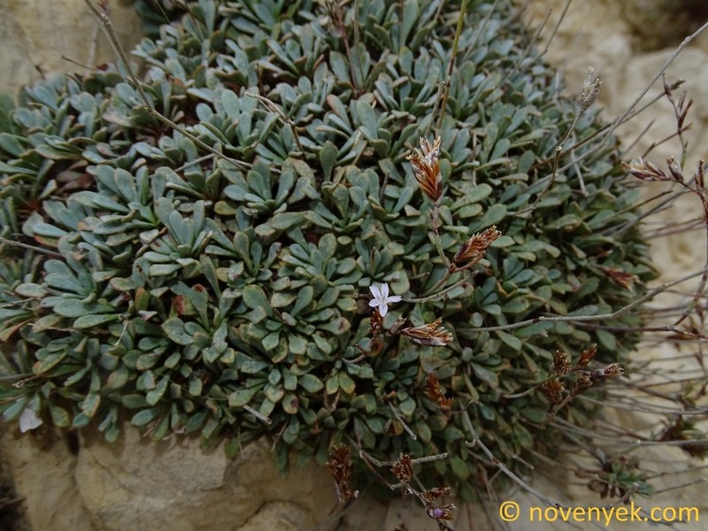 Limonium korakonisicum