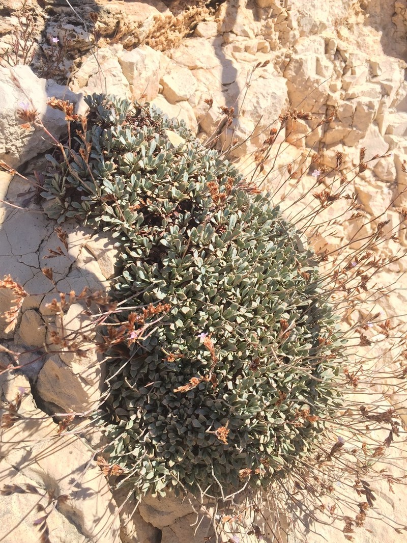 Limonium korakonisicum photo 2