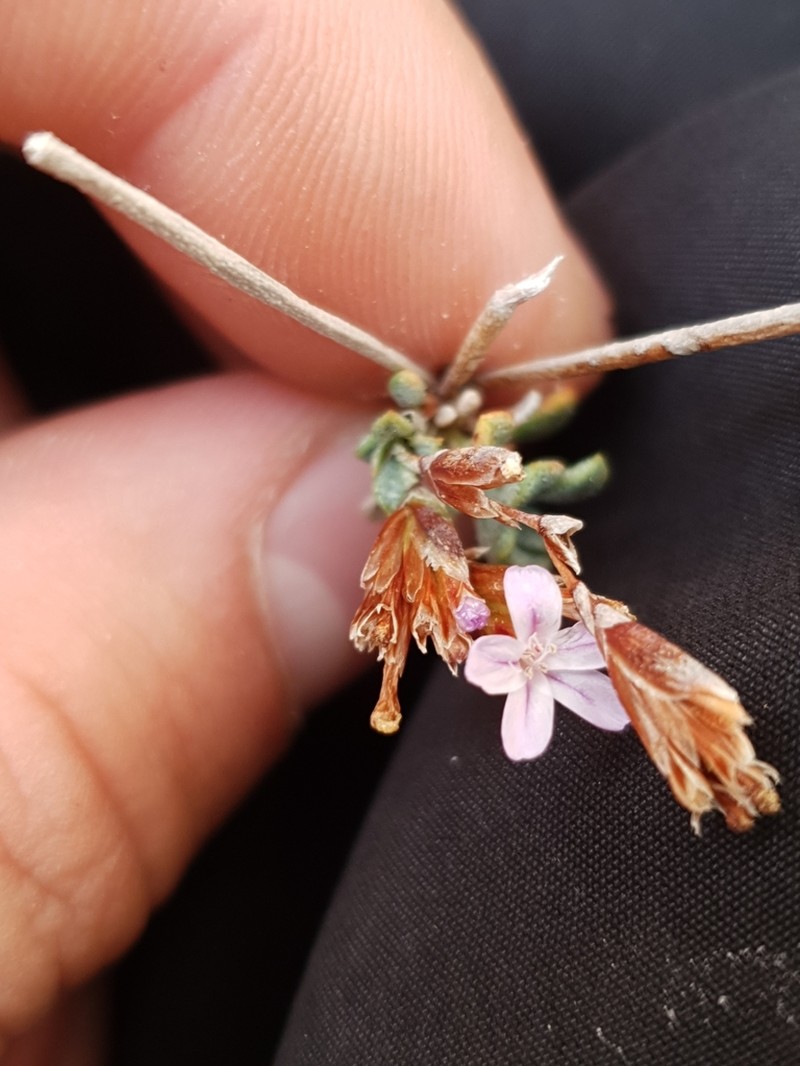 Limonium korakonisicum photo 3