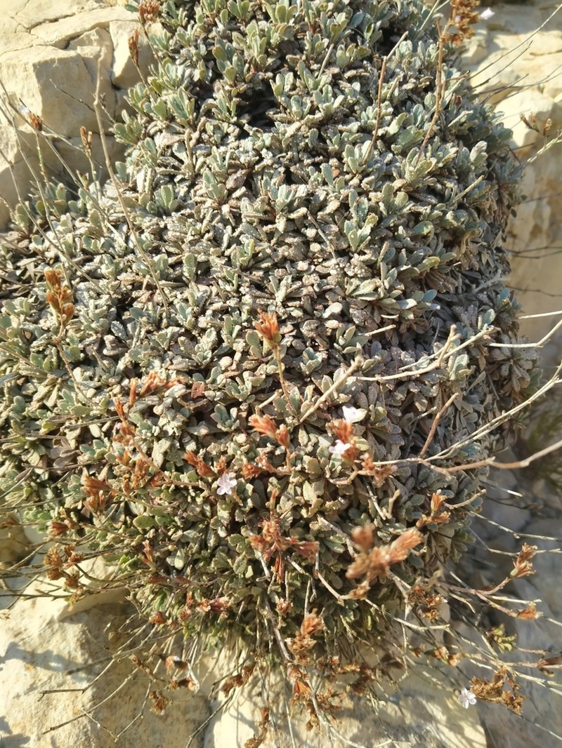 Limonium korakonisicum photo 4