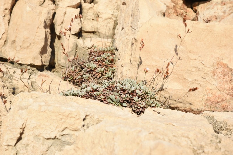 Limonium korakonisicum photo 5