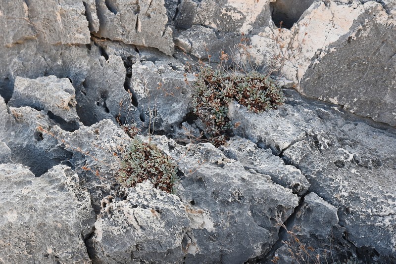 Limonium korakonisicum photo 6