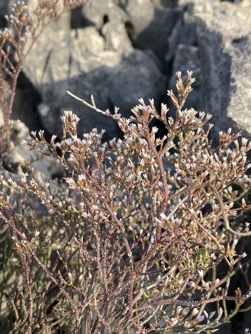 Limonium ksamilum