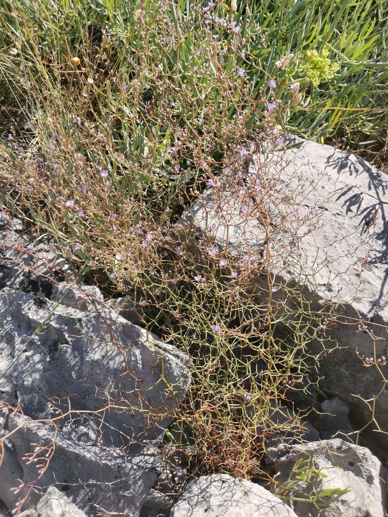 Limonium leprosorum photo 2