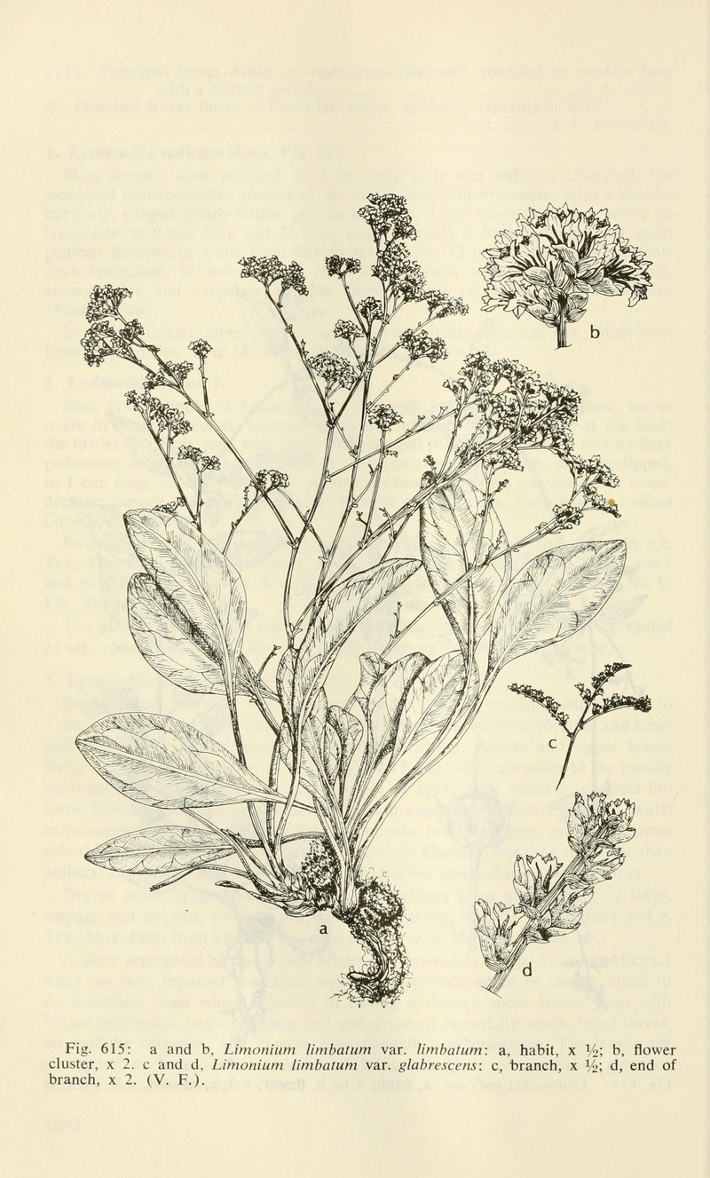 Trans-Pecos Sea Lavender photo 4