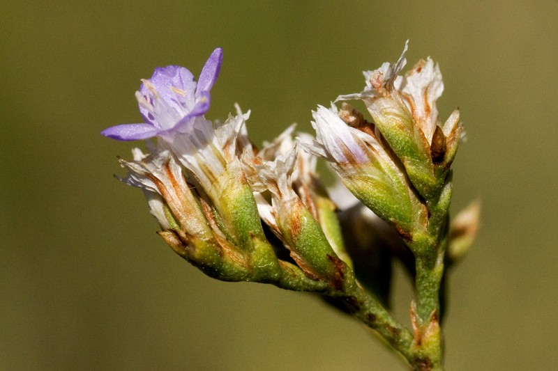 Trans-Pecos Sea Lavender photo 2