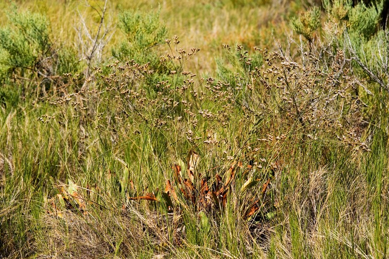 Trans-Pecos Sea Lavender photo 3