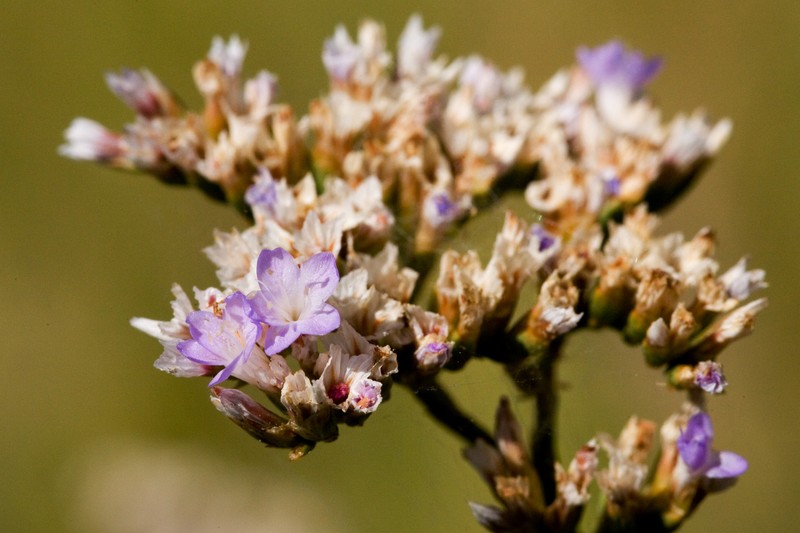 Trans-Pecos Sea Lavender