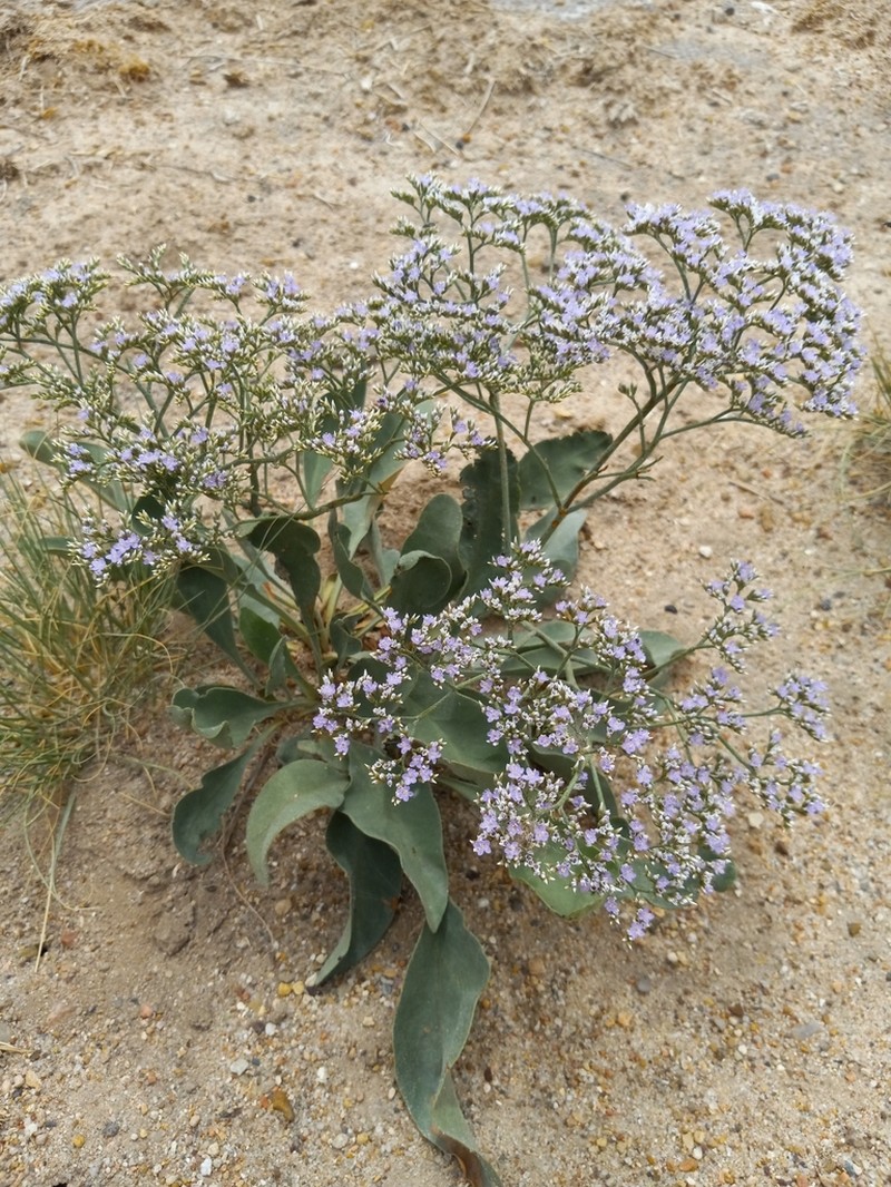 Trans-Pecos Sea Lavender photo 3