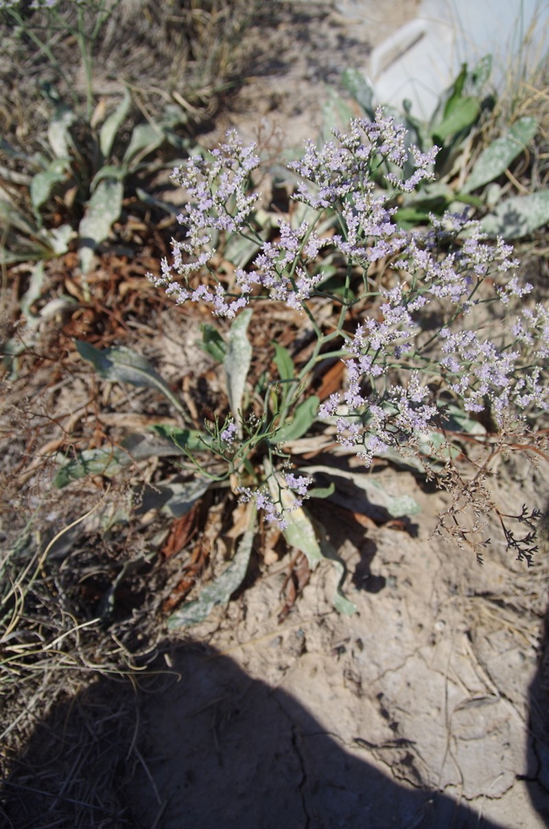 Trans-Pecos Sea Lavender photo 4
