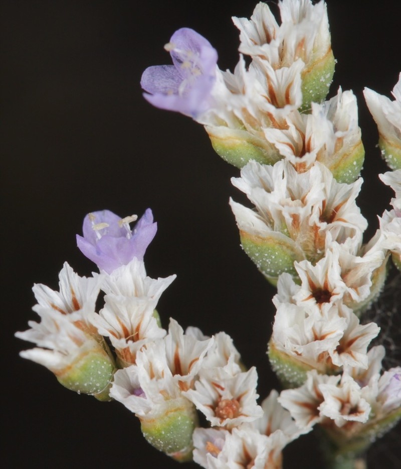 Trans-Pecos Sea Lavender photo 5
