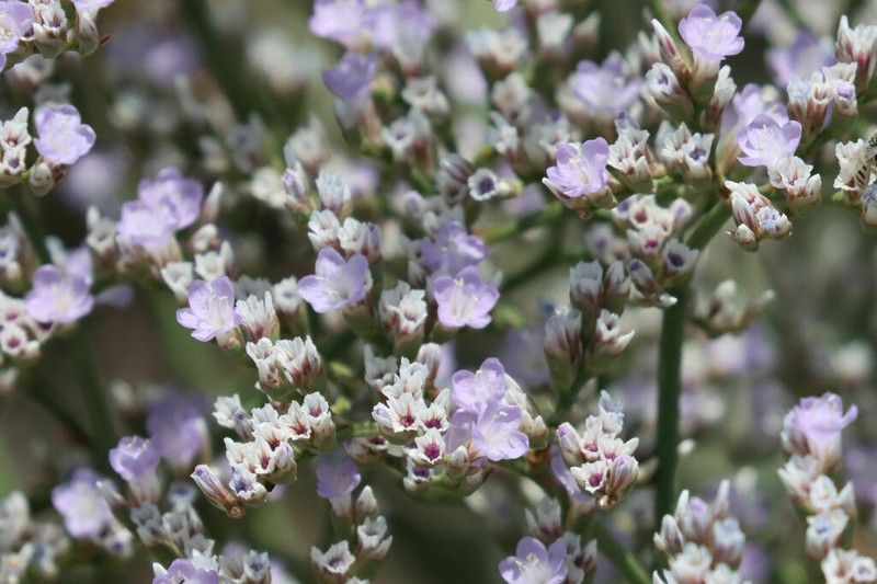 Trans-Pecos Sea Lavender photo 6