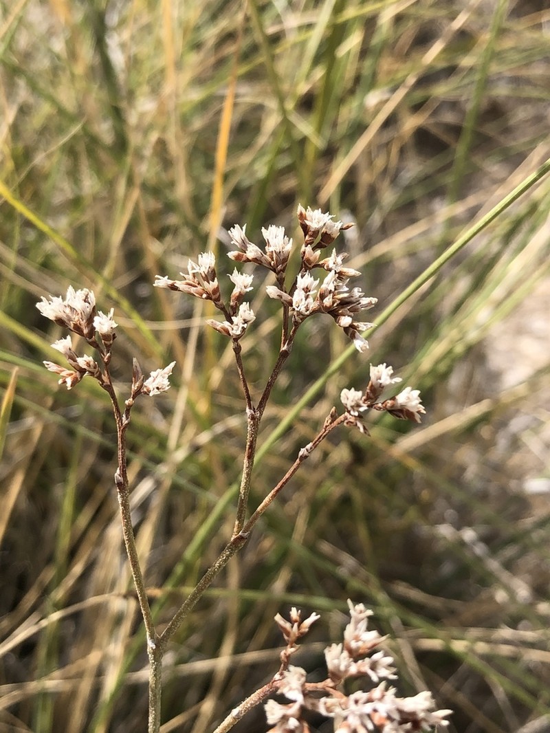 Trans-Pecos Sea Lavender photo 7