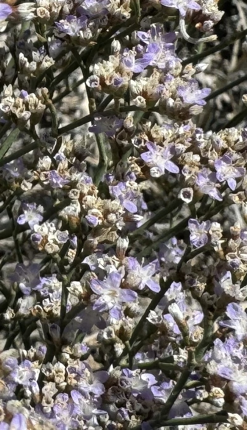 Trans-Pecos Sea Lavender photo 8