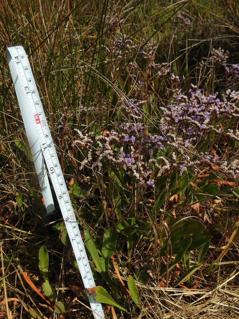Limonium maritimum