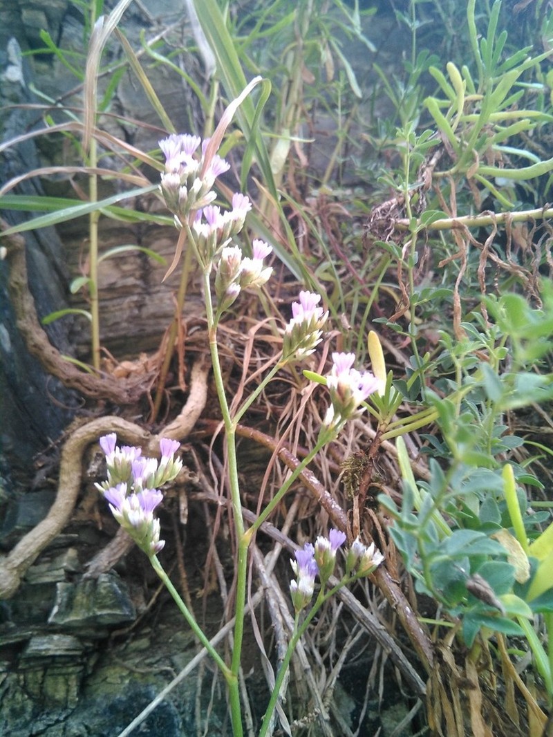 Limonium maritimum photo 2