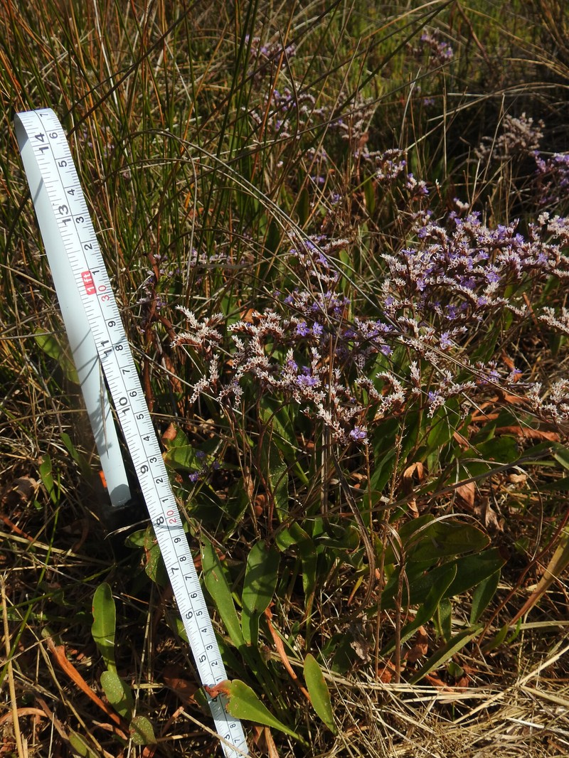 Limonium maritimum photo 3