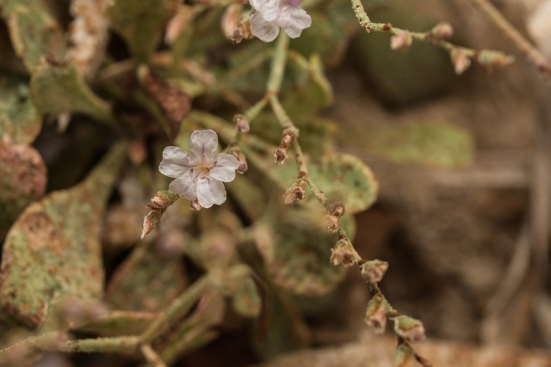Limonium monolithicum