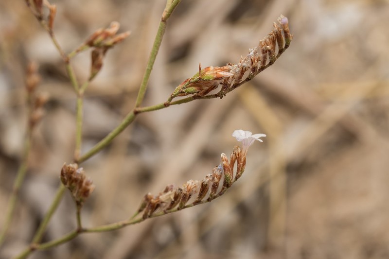 Limonium monolithicum photo 2