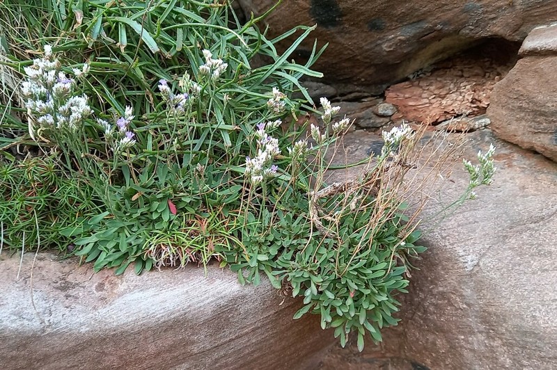 Limonium naniforme