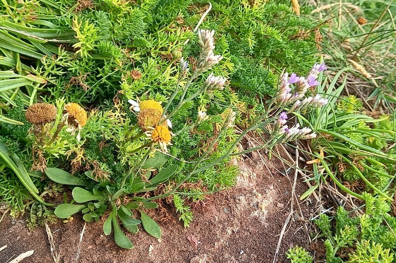 Limonium naniforme photo 2