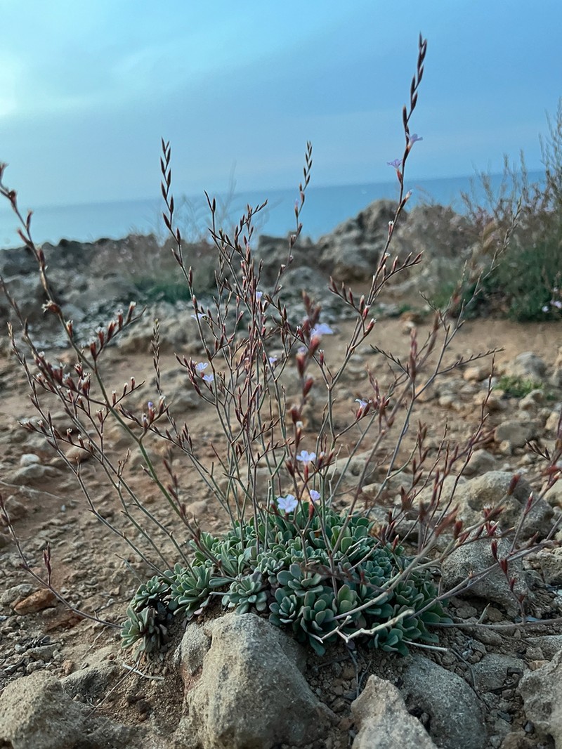 Limonium paralimniticum