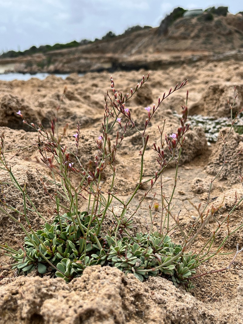 Limonium paralimniticum photo 2