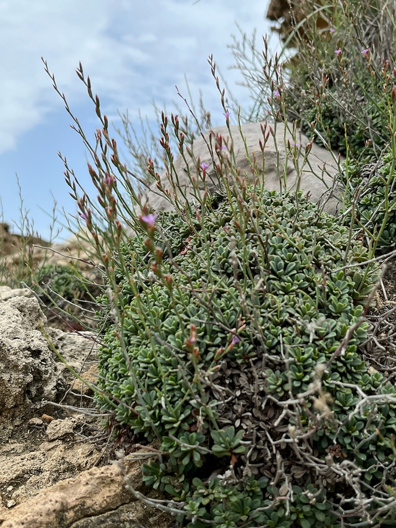 Limonium paralimniticum photo 3
