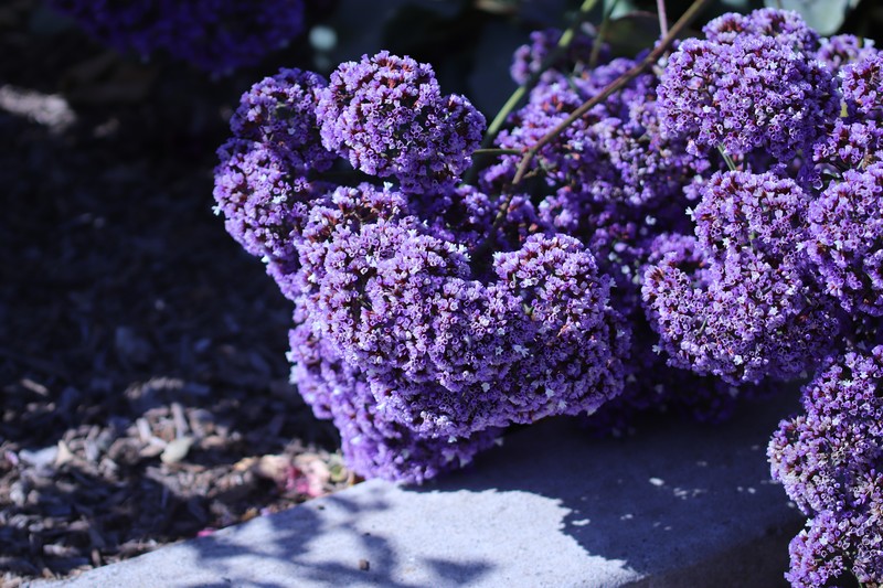 Perez's Sea Lavender