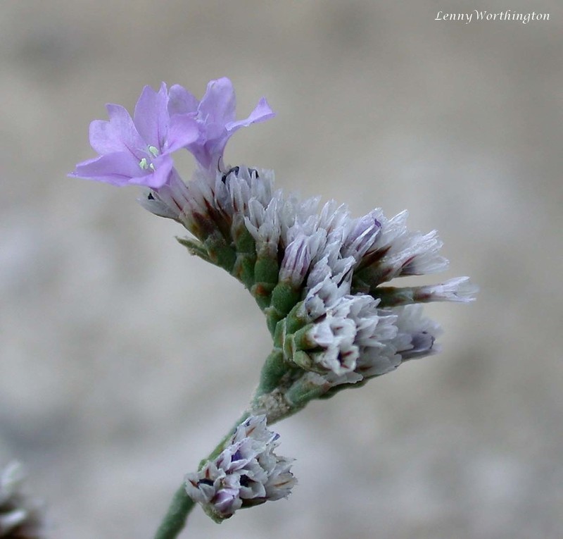 Limonium portlandicum photo 2