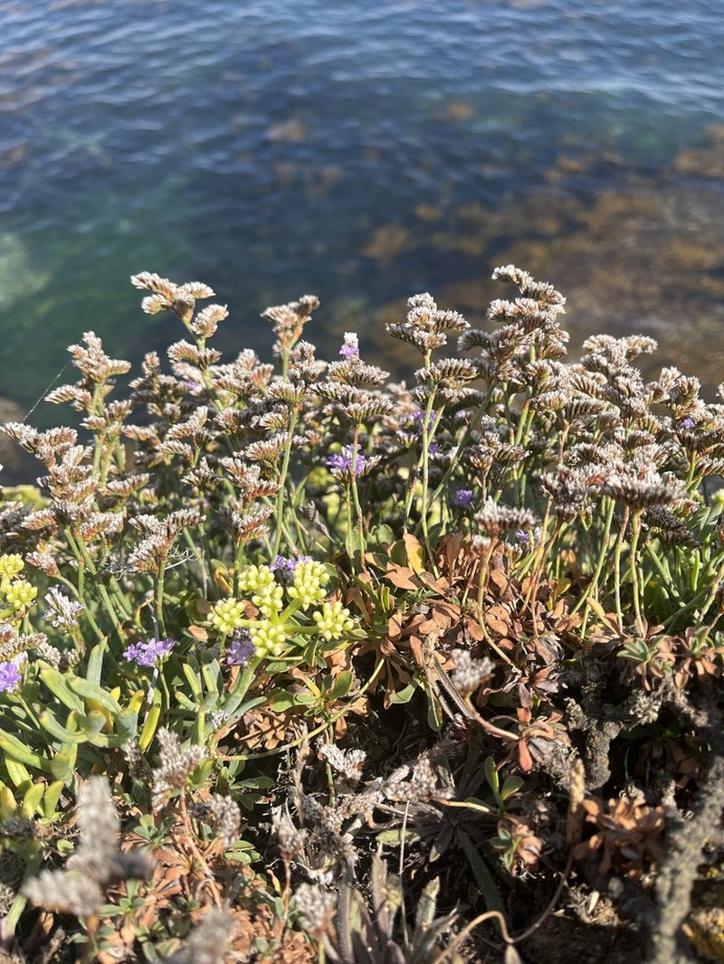 Limonium portlandicum photo 3