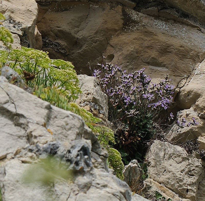 Limonium portlandicum photo 4