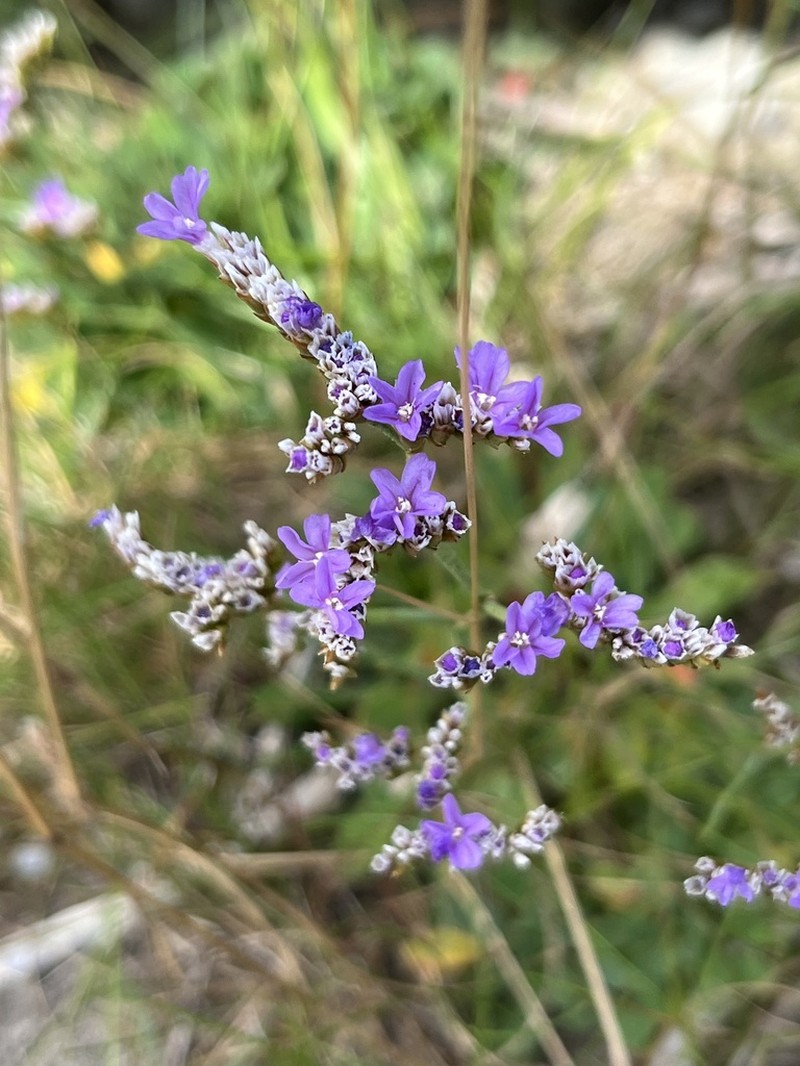 Limonium portlandicum photo 5