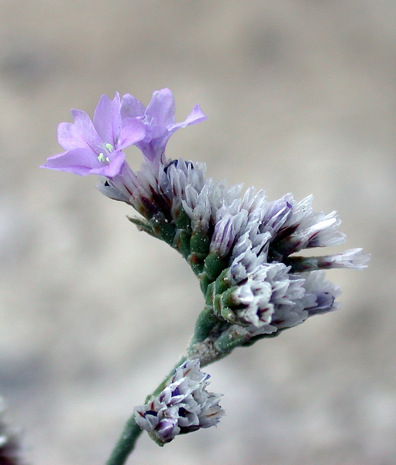 Limonium portlandicum