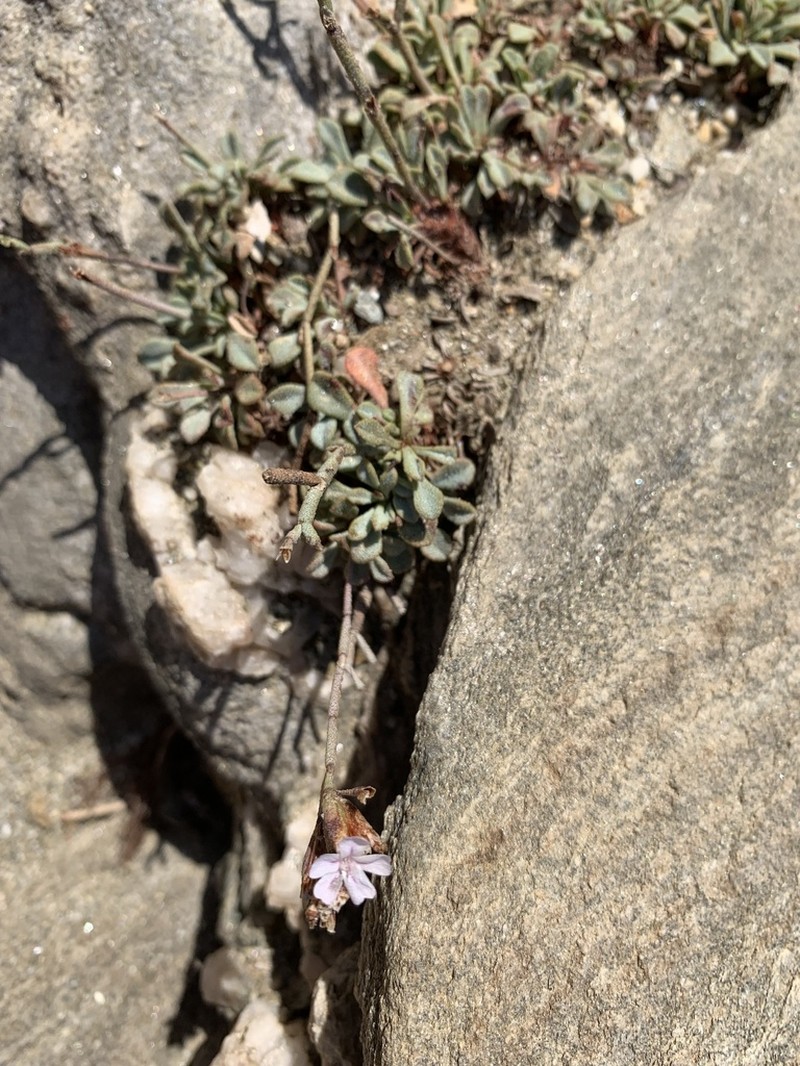 Limonium proliferum