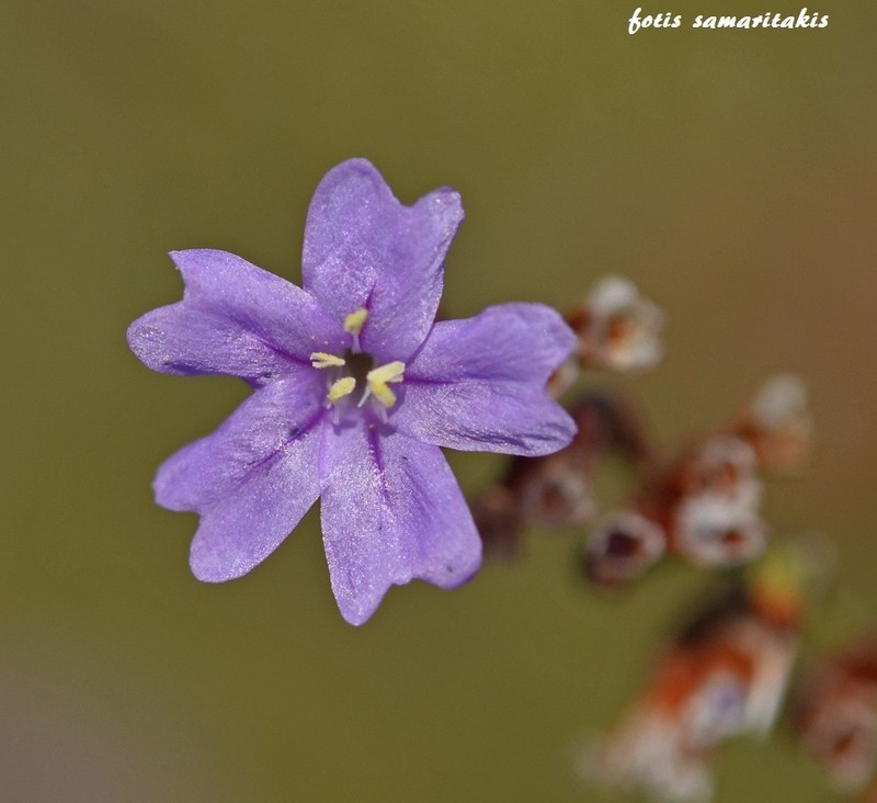 Limonium proliferum photo 2
