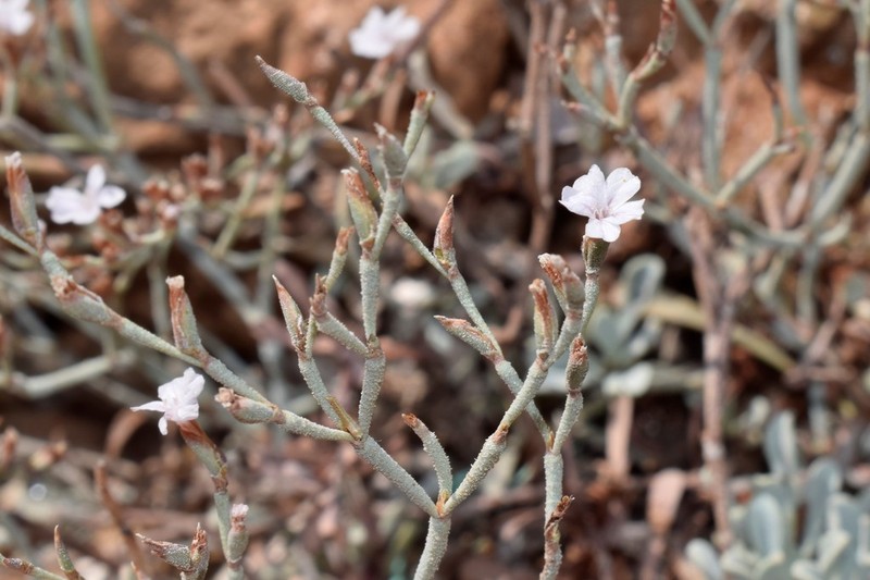 Limonium proliferum photo 3