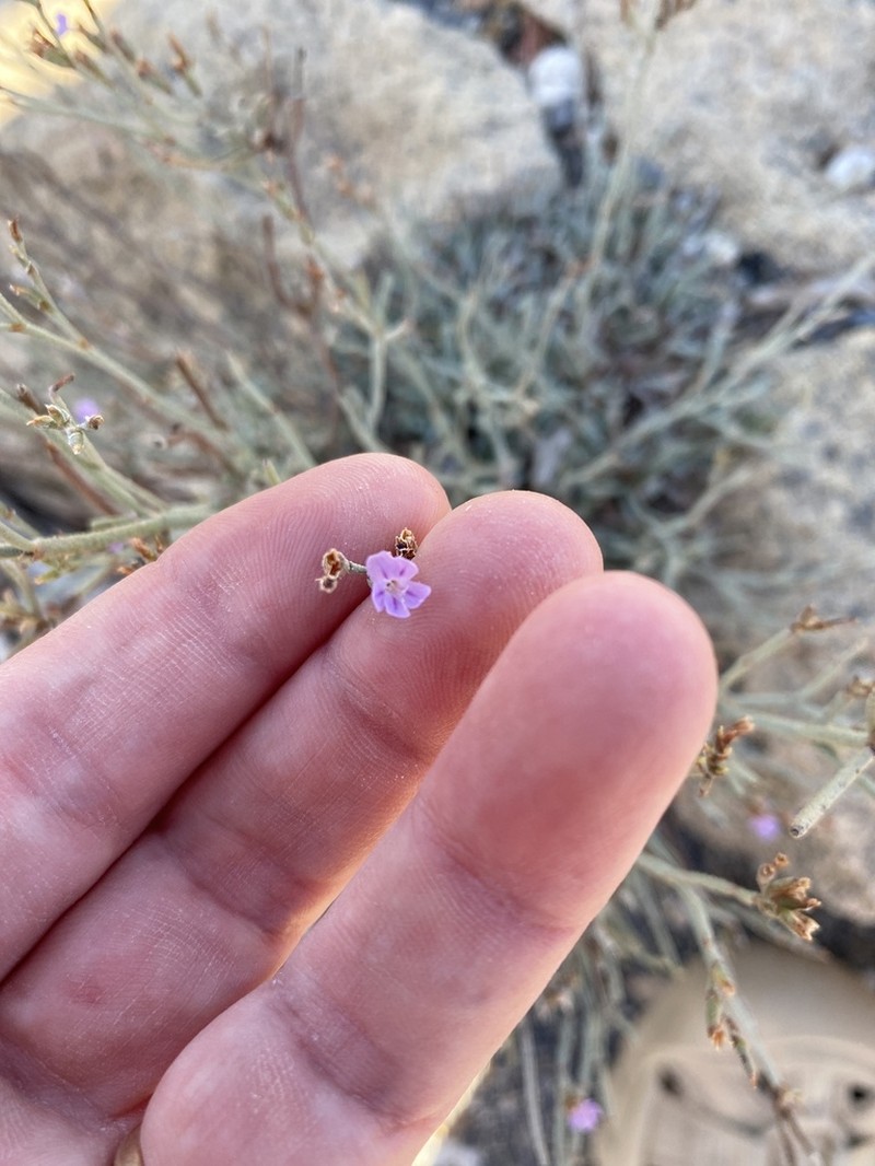 Limonium proliferum photo 4