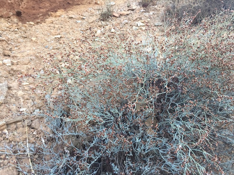 Limonium proliferum photo 5