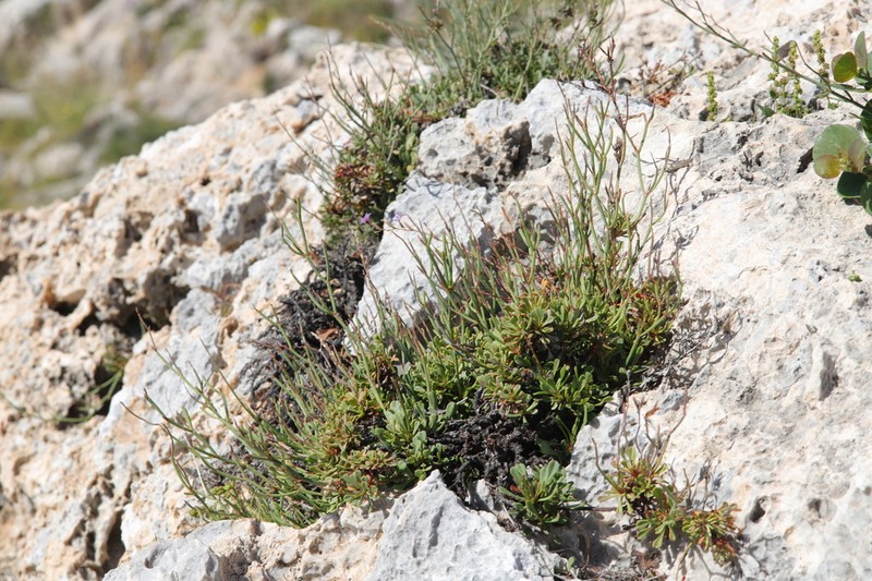 Limonium proliferum photo 6