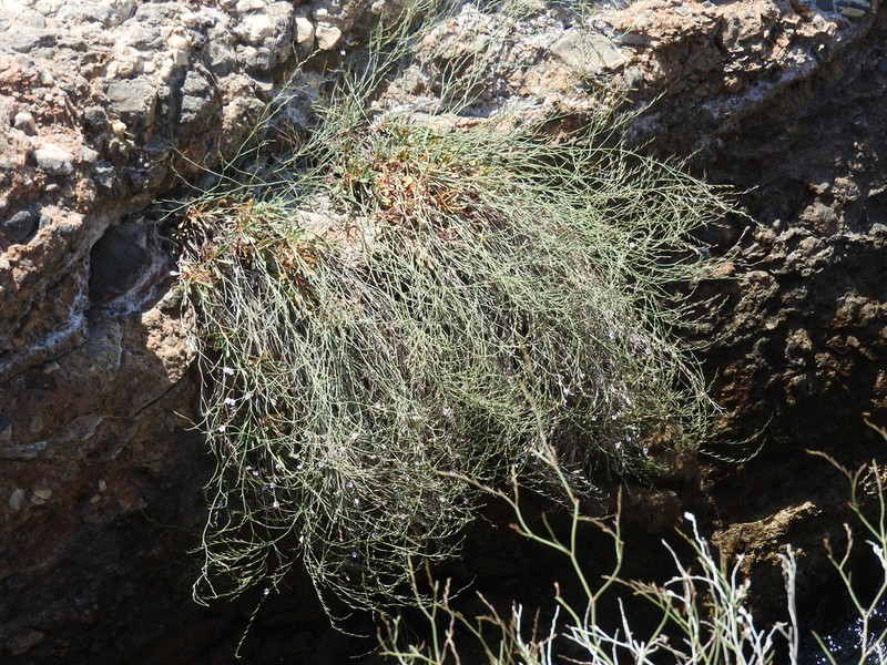 Limonium proliferum photo 7