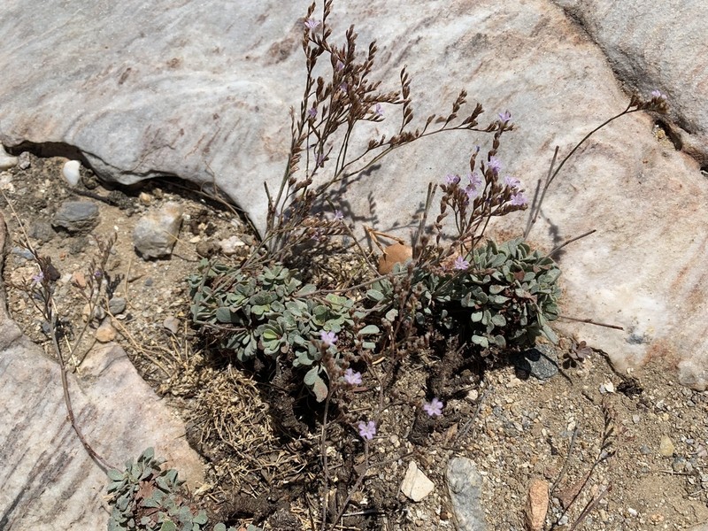 Limonium proliferum photo 8