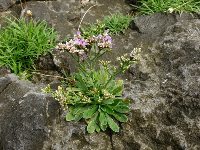 Limonium pseudotranswallianum photo 2