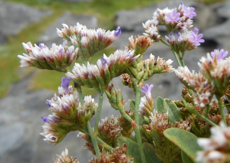 Limonium pseudotranswallianum photo 3