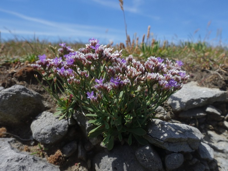 Limonium pseudotranswallianum photo 4
