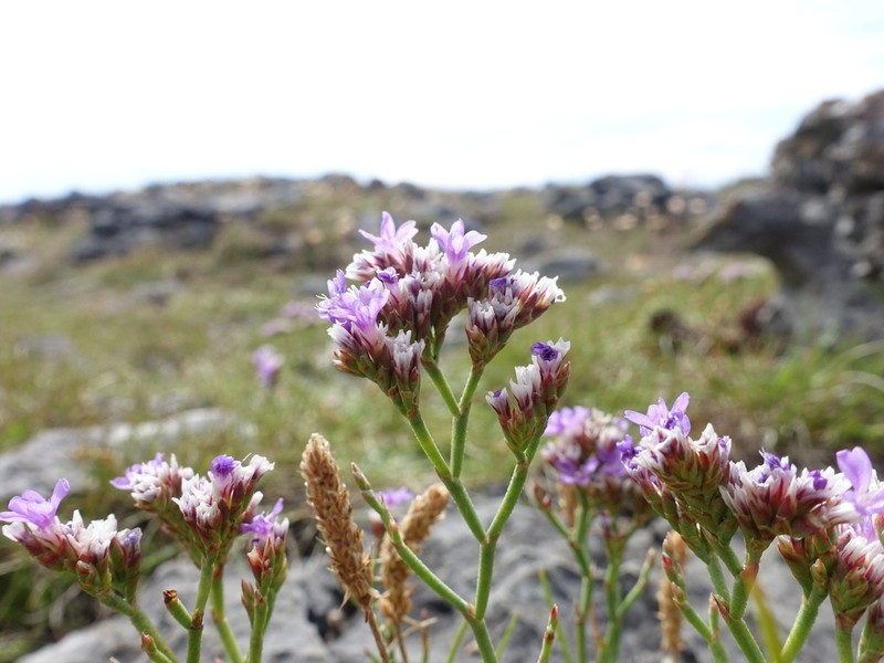 Limonium pseudotranswallianum photo 5